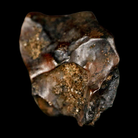 0.6" Triceratops Fossil Tooth Lance Creek FM Cretaceous Dinosaur WY COA Display - Fossil Age Minerals