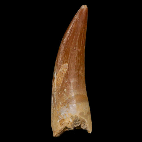 1.6" Plesiosaur Zarafasaura Tooth Fossil Cretaceous Dinosaur Era COA, Stand