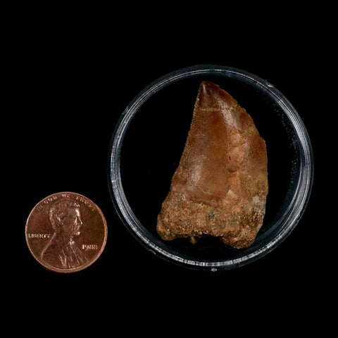 1.5" Carcharodontosaurus Serrated Fossil Tooth Cretaceous Theropod Dinosaur COA Display
