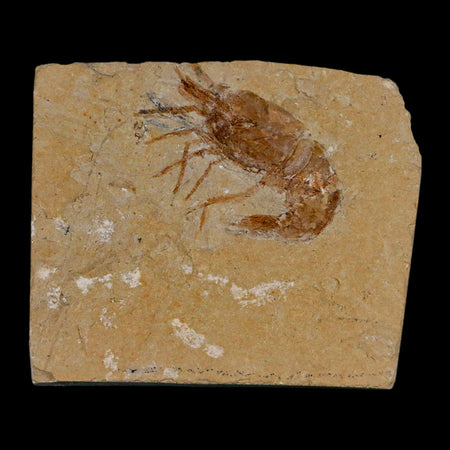 1.3" Fossil Shrimp Carpopenaeus Cretaceous Age 100 Mil Yrs Old Lebanon COA