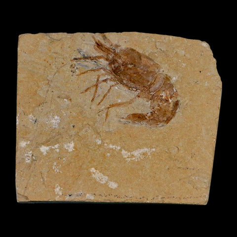 1.3" Fossil Shrimp Carpopenaeus Cretaceous Age 100 Mil Yrs Old Lebanon COA - Fossil Age Minerals