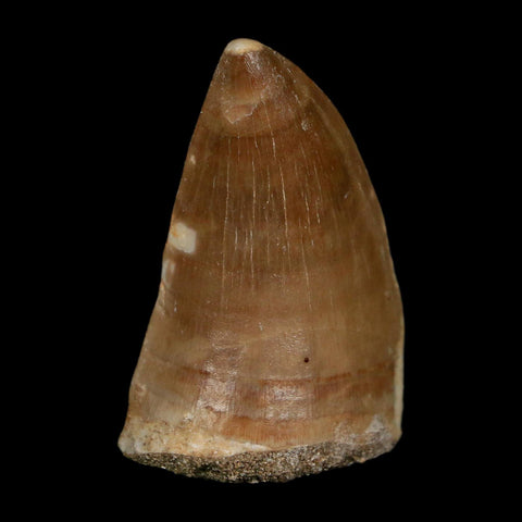 XL 2" Tylosaurus Mosasaur Fossil Tooth Cretaceous Dinosaur Era COA, Stand