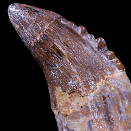 XL 7.2" Basilosaurus Tooth Prehistoric Whale 40-34 Mil Yrs Old Late Eocene COA