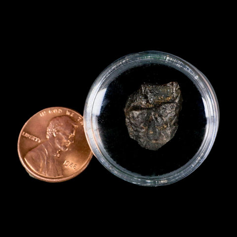 0.6" Triceratops Fossil Tooth Lance Creek FM Cretaceous Dinosaur WY COA Display - Fossil Age Minerals