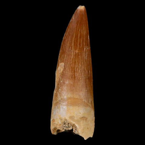 1.6" Plesiosaur Zarafasaura Tooth Fossil Cretaceous Dinosaur Era COA, Stand