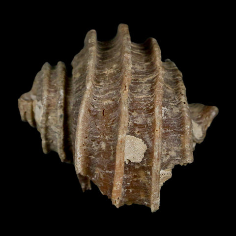 1.9" Ecphora Gardnerae Gastropod Fossil Shell Lee Creek Miocene Epoch North Carolina - Fossil Age Minerals