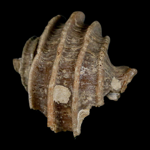 1.9" Ecphora Gardnerae Gastropod Fossil Shell Lee Creek Miocene Epoch North Carolina - Fossil Age Minerals