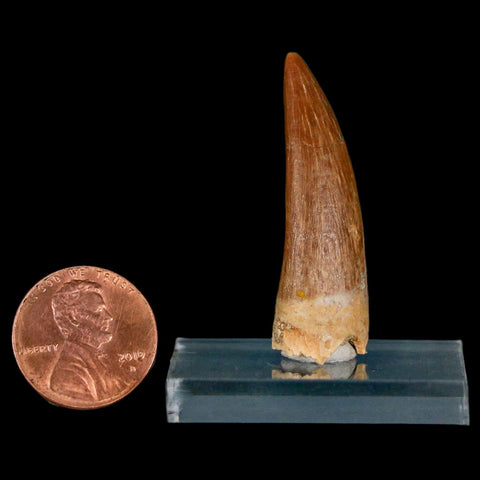 1.6" Plesiosaur Zarafasaura Tooth Fossil Cretaceous Dinosaur Era COA, Stand