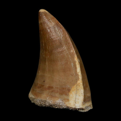 XL 2" Tylosaurus Mosasaur Fossil Tooth Cretaceous Dinosaur Era COA, Stand