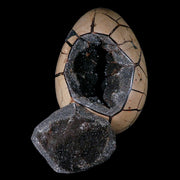 7.1" Septarian Dragon Stone Vug Egg Mineral Healing Specimen From Madagascar