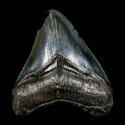 3.4" Quality Megalodon Shark Tooth Serrated Fossil Natural Miocene Age COA