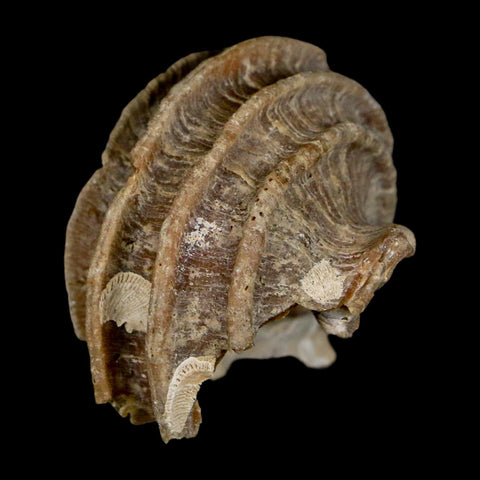 1.9" Ecphora Gardnerae Gastropod Fossil Shell Lee Creek Miocene Epoch North Carolina - Fossil Age Minerals