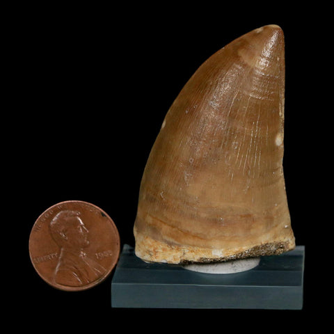 XL 2" Tylosaurus Mosasaur Fossil Tooth Cretaceous Dinosaur Era COA, Stand