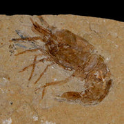 1.3" Fossil Shrimp Carpopenaeus Cretaceous Age 100 Mil Yrs Old Lebanon COA