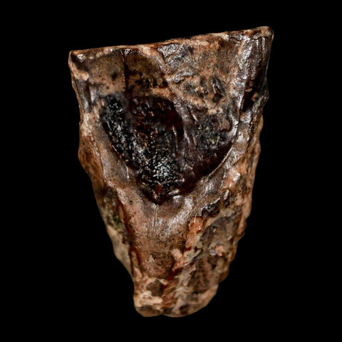 XL 0.8" Triceratops Fossil Tooth Lance Creek FM Cretaceous Dinosaur WY COA Display - Fossil Age Minerals