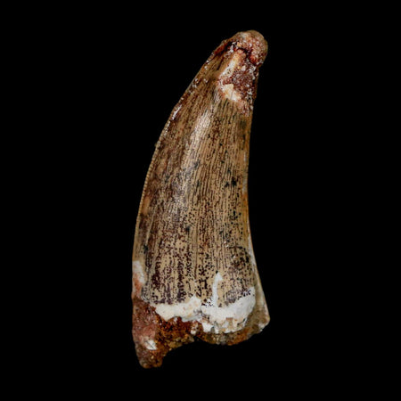 1.5" Carcharodontosaurus Serrated Fossil Tooth Cretaceous Theropod Dinosaur COA Display