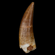 1.6" Plesiosaur Zarafasaura Tooth Fossil Cretaceous Dinosaur Era COA, Stand