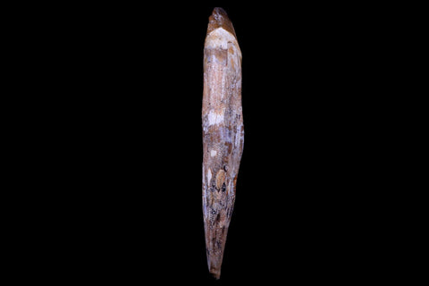 XL 7.2" Basilosaurus Tooth Prehistoric Whale 40-34 Mil Yrs Old Late Eocene COA - Fossil Age Minerals