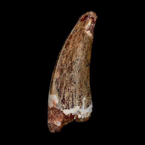 1.5" Carcharodontosaurus Serrated Fossil Tooth Cretaceous Theropod Dinosaur COA Display