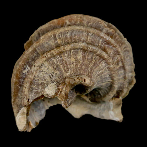 1.9" Ecphora Gardnerae Gastropod Fossil Shell Lee Creek Miocene Epoch North Carolina - Fossil Age Minerals