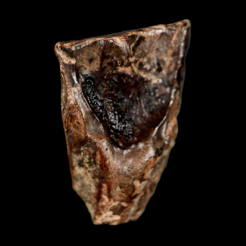 XL 0.8" Triceratops Fossil Tooth Lance Creek FM Cretaceous Dinosaur WY COA Display - Fossil Age Minerals