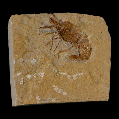 1.3" Fossil Shrimp Carpopenaeus Cretaceous Age 100 Mil Yrs Old Lebanon COA - Fossil Age Minerals