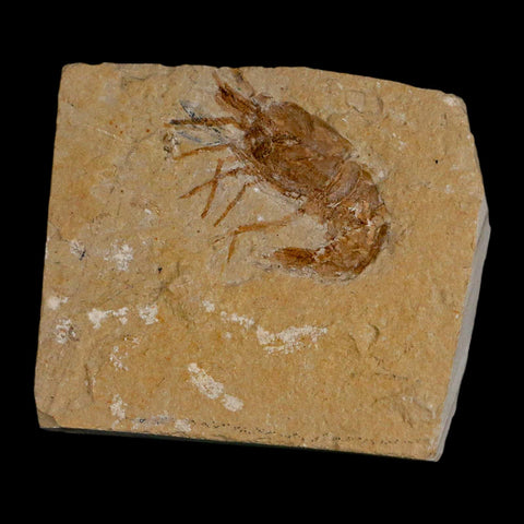 1.3" Fossil Shrimp Carpopenaeus Cretaceous Age 100 Mil Yrs Old Lebanon COA - Fossil Age Minerals