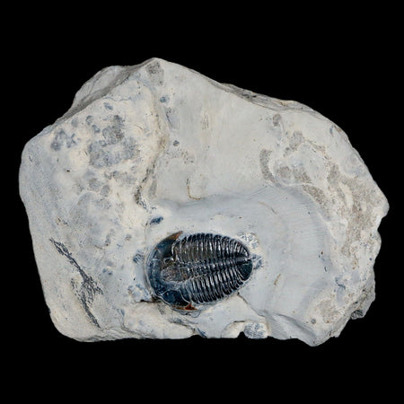 1.1" Elrathia Kingi Trilobite Fossil In Matrix House Range Utah Cambrian Age COA
