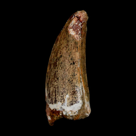 1.5" Carcharodontosaurus Serrated Fossil Tooth Cretaceous Theropod Dinosaur COA Display