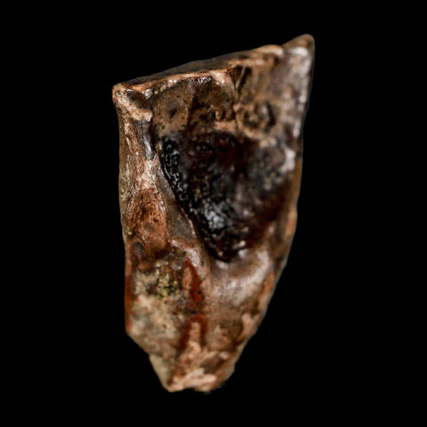 XL 0.8" Triceratops Fossil Tooth Lance Creek FM Cretaceous Dinosaur WY COA Display - Fossil Age Minerals