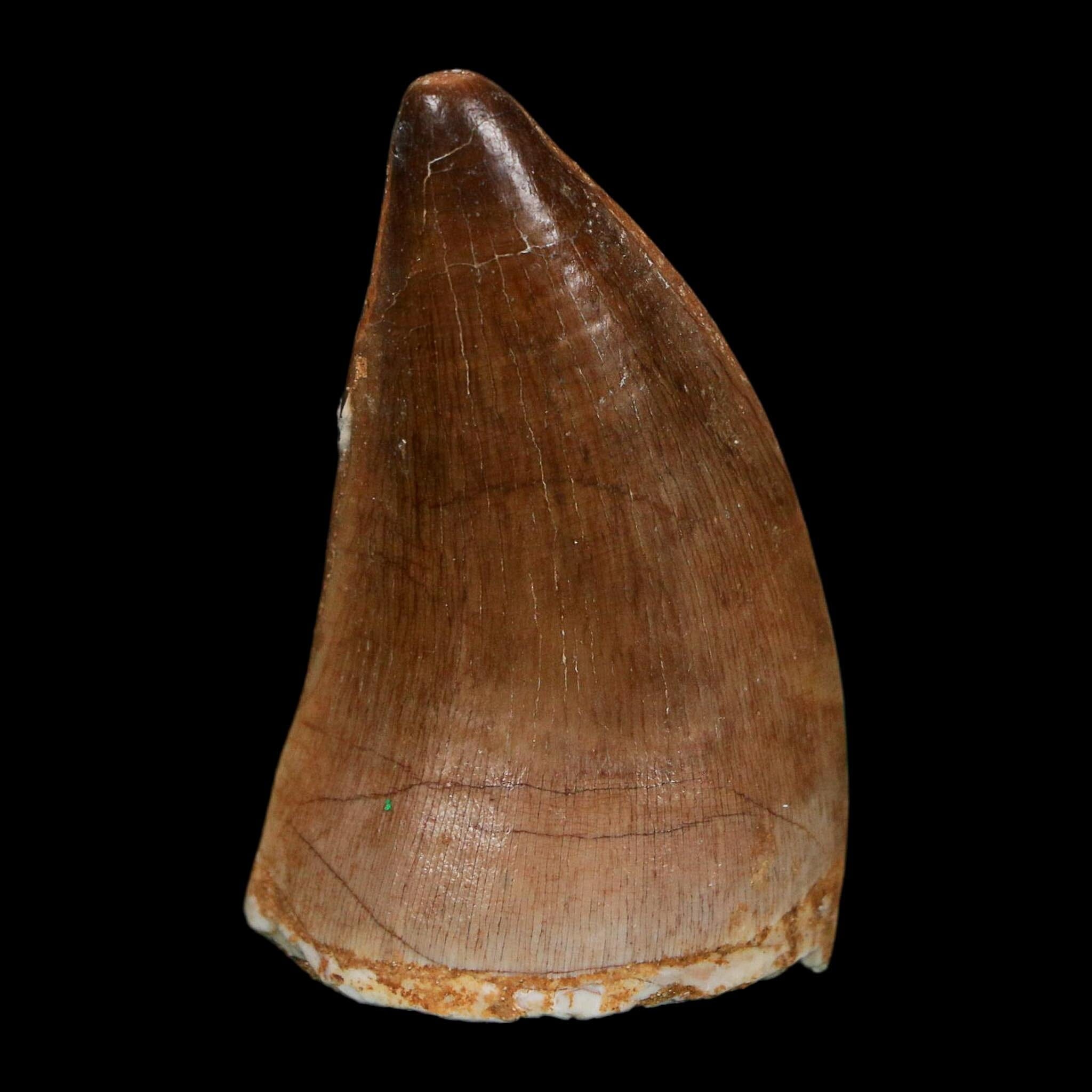 1.9" Mosasaur Prognathodon Fossil Tooth Cretaceous Dinosaur Era COA Stand - Fossil Age Minerals