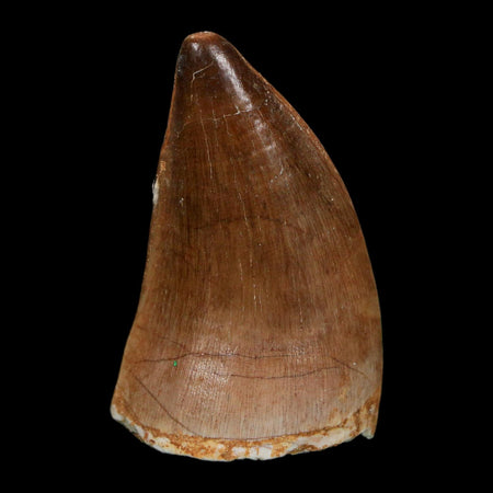 1.9" Mosasaur Prognathodon Fossil Tooth Cretaceous Dinosaur Era COA Stand