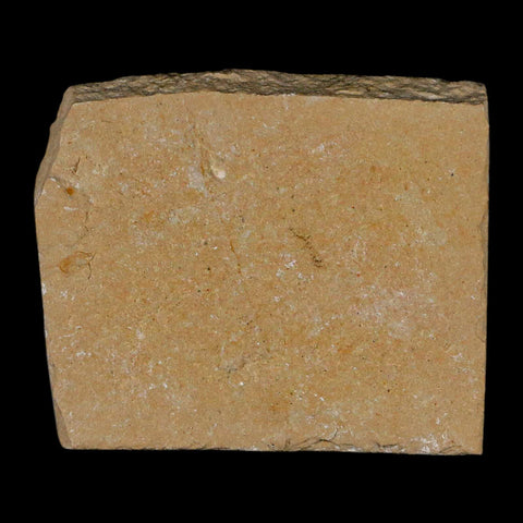 1.3" Fossil Shrimp Carpopenaeus Cretaceous Age 100 Mil Yrs Old Lebanon COA - Fossil Age Minerals