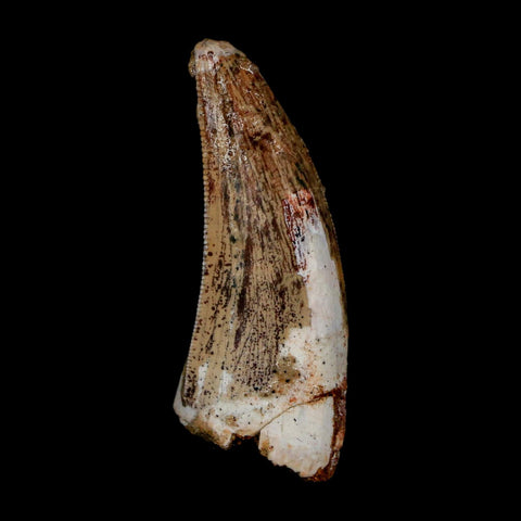 1.5" Carcharodontosaurus Serrated Fossil Tooth Cretaceous Theropod Dinosaur COA Display