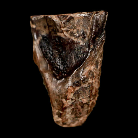 XL 0.8" Triceratops Fossil Tooth Lance Creek FM Cretaceous Dinosaur WY COA Display - Fossil Age Minerals