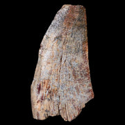 1.6" Afrovenator Fossil Tooth Tiouraren FM Tenere Desert Niger Jurassic Dinosaur