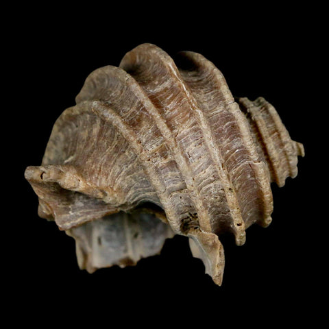 1.9" Ecphora Gardnerae Gastropod Fossil Shell Lee Creek Miocene Epoch North Carolina - Fossil Age Minerals