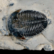 1.1" Elrathia Kingi Trilobite Fossil In Matrix House Range Utah Cambrian Age COA