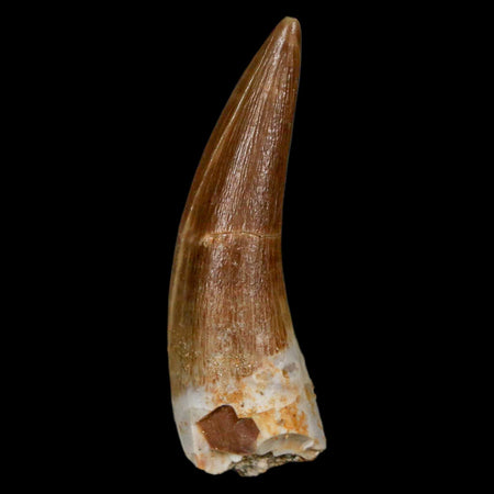 1.6" Plesiosaur Zarafasaura Tooth Fossil Cretaceous Dinosaur Era COA, Stand