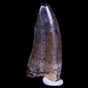 1.7" Suchomimus Fossil Tooth Cretaceous Spinosaurid Dinosaur Elraz FM Niger COA