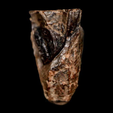 XL 0.8" Triceratops Fossil Tooth Lance Creek FM Cretaceous Dinosaur WY COA Display - Fossil Age Minerals