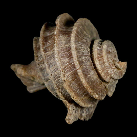 1.9" Ecphora Gardnerae Gastropod Fossil Shell Lee Creek Miocene Epoch North Carolina - Fossil Age Minerals