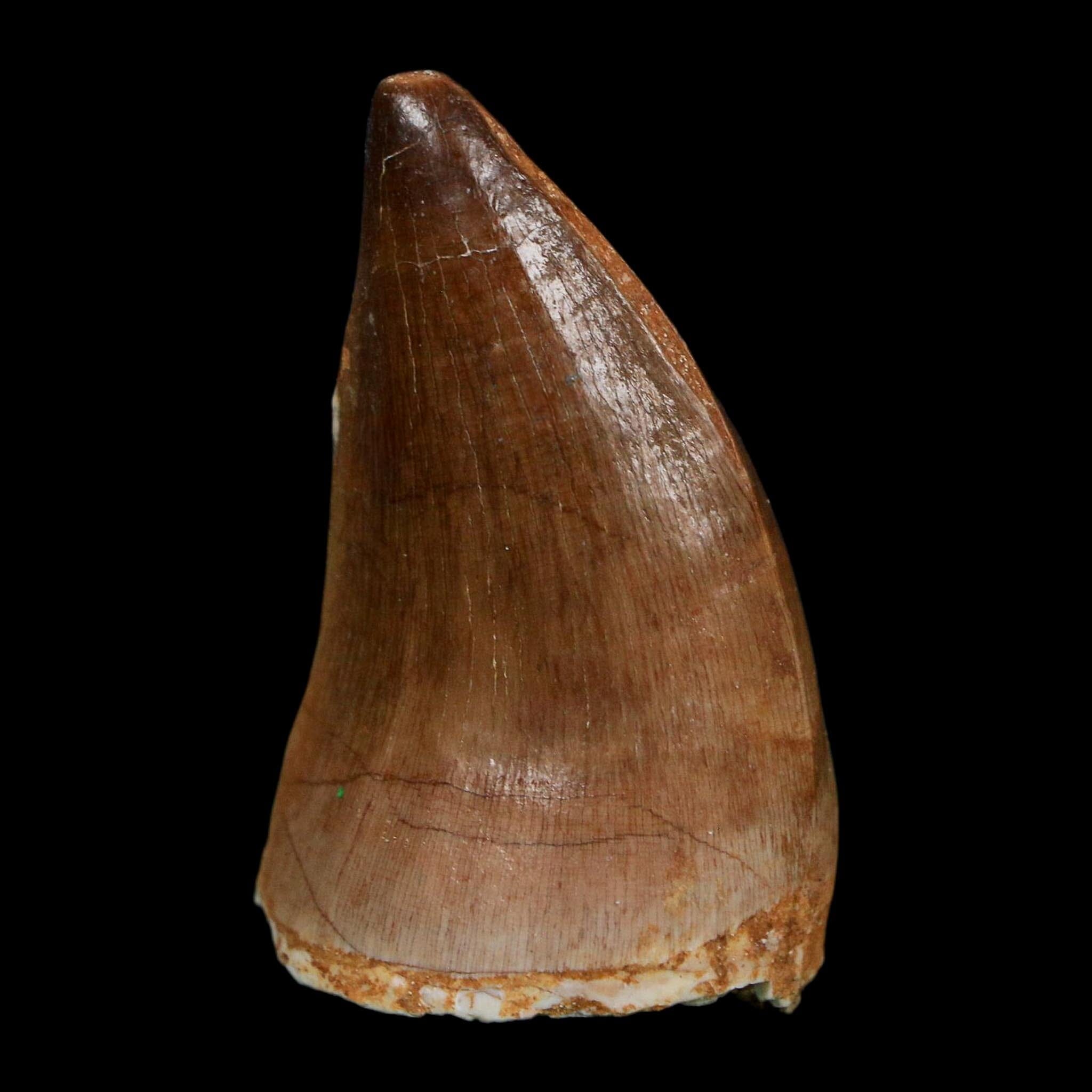 1.9" Mosasaur Prognathodon Fossil Tooth Cretaceous Dinosaur Era COA Stand - Fossil Age Minerals