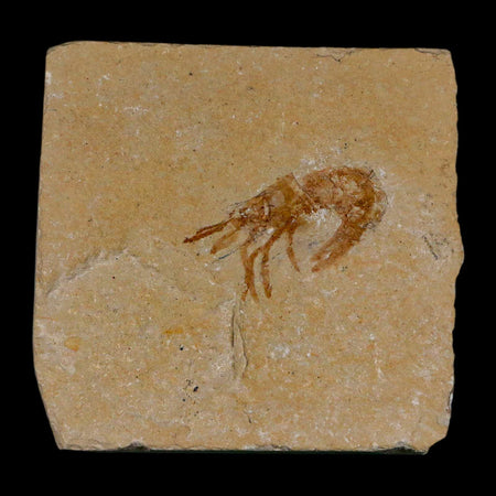 1.1" Fossil Shrimp Carpopenaeus Cretaceous Age 100 Mil Yrs Old Lebanon COA