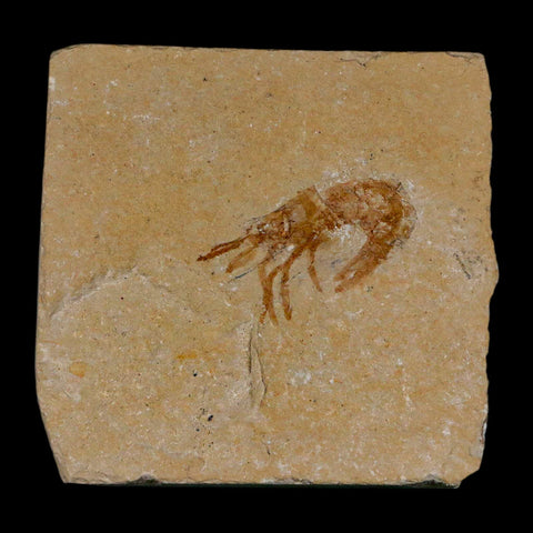 1.1" Fossil Shrimp Carpopenaeus Cretaceous Age 100 Mil Yrs Old Lebanon COA - Fossil Age Minerals