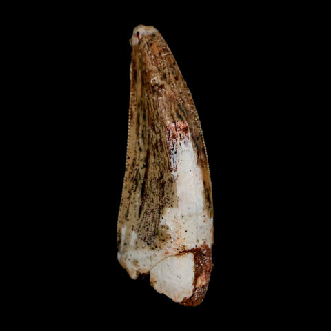 1.5" Carcharodontosaurus Serrated Fossil Tooth Cretaceous Theropod Dinosaur COA Display