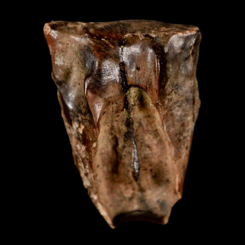 XL 0.8" Triceratops Fossil Tooth Lance Creek FM Cretaceous Dinosaur WY COA Display - Fossil Age Minerals