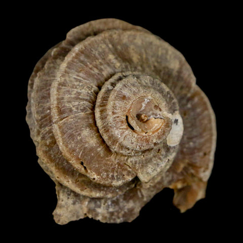 1.9" Ecphora Gardnerae Gastropod Fossil Shell Lee Creek Miocene Epoch North Carolina - Fossil Age Minerals