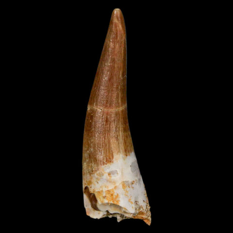 1.6" Plesiosaur Zarafasaura Tooth Fossil Cretaceous Dinosaur Era COA, Stand