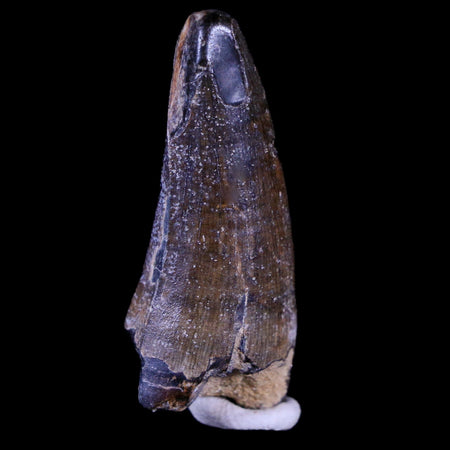 1.7" Suchomimus Fossil Tooth Cretaceous Spinosaurid Dinosaur Elraz FM Niger COA